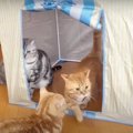 猫ちゃんファミリーが繰り広げるテントを巡る争奪戦♡果たして結果は！？