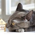 猫可の賃貸を探せるサイト紹介。物件探しのポイントや飼うときの注意…