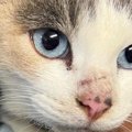 『もしかして迷子？』工業団地で猫を保護した結果…優しさ溢れる光景に涙が…
