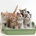 子猫のトイレトレーニング方法と注意すべきポイント