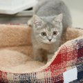 冬用猫ベッドの特徴と選び方とおすすめ商品6選