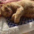 猫が『飼い主の枕』を独占したがる4つの理由