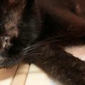 全盲で奇跡的に生き延びた黒猫…ケア後の美姿に感動！