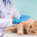 猫の「痙攣」を引き起こす病気7選　起きたときの正しい対処法や治療法…