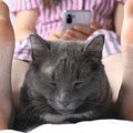 猫が『股の間で寝る』のが好きな4つの理由　このフィット感がたまらニャい？