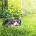 猫に忌避剤を使う効果とその他の猫よけ対策
