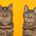 猫の性別を『顔』で見分ける4つの方法　オス・メスそれぞれの特徴とは