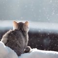 「生きたい！」酷寒の森で助けを求めてきた瀕死の猫　無事保護され回…
