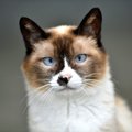 猫の『瞳の色』が決まっている品種3つ！その理由や魅力についても解説♡