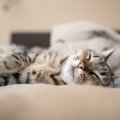 猫が『添い寝』することを嫌がる3つの原因　一緒に寝たいのに…諦めるしか…