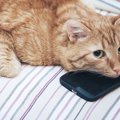 猫の携帯カバーおすすめ４選！iPhone用もAndroid用も紹介