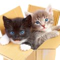 猫がつい入りたくなる『箱』の特徴5つ！好まれやすい大きさや素材を徹…