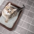 知っておこう！猫にとって条件の良いトイレの場所７か所
