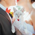 猫を飼うと婚期を逃すって本当？猫と結婚の関係性について