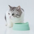 猫がご飯を食べない…食欲低下で表れる5つの症状と対処法