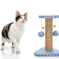 猫に『ひとり遊び』をさせるべき理由4つ｜おすすめのおもちゃもご紹介！