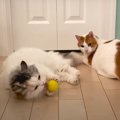 「またたび、やっほーい！」　おもちゃのボールで遊ぶ姉弟猫。大興奮…