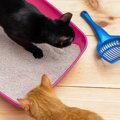 猫がトイレで『砂かけ』する3つの理由と注意点