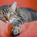 猫の『疲れを癒す』4つの方法　気を付けなければいけないことは？
