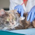 予防してますか？「猫のフィラリア症」起こり得る症状や予防方法を獣…
