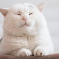 猫の身体に『ハゲ』ができてしまう5つの理由と対処法