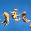 猫が『ジャンプに失敗』する5つの理由　ケガをさせないために気をつけ…