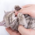 猫が人の指を「チュパチュパ」吸う理由3つ！この行為はやめさせるべき？