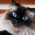 美しい『青い目を持つ猫種』3選と青い瞳の不思議　美しいブルーを作り…