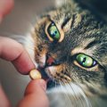 猫用整腸剤の効果や種類、選び方について
