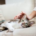 猫に『ストレスを与えない』触り方4つ！力の加減や触れる場所にも要注意