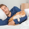 【超危険！】一緒に寝るのがNGな猫とその理由４つ