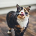 ごはんを食べない猫には、おやつを与えて補うべき？