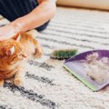 大掃除の際に気を付けるべき猫の行動４選