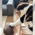 赤ちゃんの頭を優しく撫でる猫　優しいお姉ニャンに「私もされたい」1…