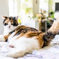 猫のおならが臭い…考えられる原因と対処法