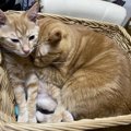 癒しでしかない♡猫が『猫団子』になる３つの理由と作り方