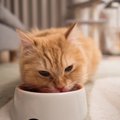 猫の『空腹ストレス』を防ぐ５つの対策