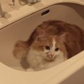 猫を上手に『お風呂』に入れる方法は？準備から注意点まで徹底解説！