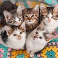 愛猫の性格はどのタイプ？６つの特徴や育て方のコツを解説