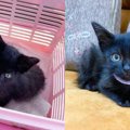 フォークリフトで発見された550gの子猫……2ヶ月後の成長した姿に感動♡