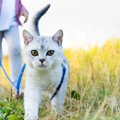 愛猫の「お散歩」は基本的にNG！外に連れ出す3つのリスクを解説