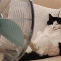 室内でも起こる「猫の熱中症」に要注意！注意すべき症状から留守番時…
