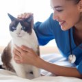 猫の「受診タイミング」4選　治療だけでなく、健康維持のためにも知っ…