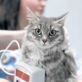 猫の『高血圧症』とは？症状や治療法、予防策を解説　老猫は特に要注…