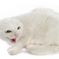 猫が急に攻撃的になる『激怒症候群』とは？3つの原因や特徴・治療法を…