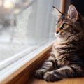 猫がじーっと「外を眺めている」ときの気持ち3選　もしかして外で遊び…