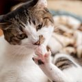 猫が自分の手を『カミカミ』するのはなぜ？5つの理由