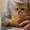 猫ちゃん専用、小さなパソコン新登場？！画面に映り込んでいるのは…？