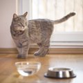猫に浄水器の飲み水を与えても大丈夫？ペット用商品の特徴やおすすめの商品