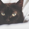 猫の癌の症状や原因、治療の方法について
